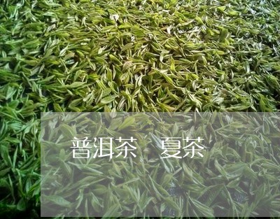 普洱茶 夏茶/2023042915136